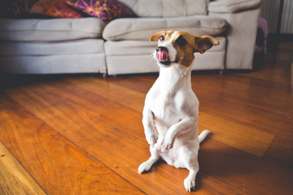 Dog sitting on hardwood floor in a Spring TX home - pet-friendly flooring options
